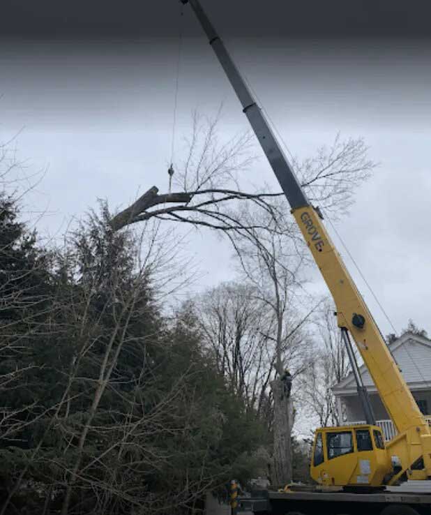 Tree service in Bedford Hills, NY Tree service