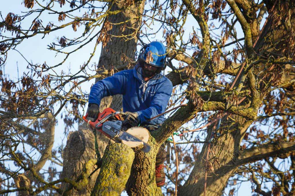 Tree contractor in Bedford Hills, NY Tree contractor