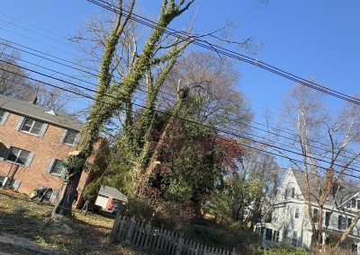 Affordable Lawn Care (1)