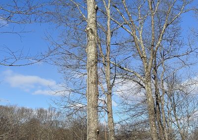 Affordable Lawn Care (2)