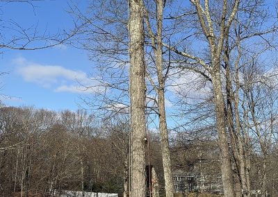 Affordable Lawn Care (3)