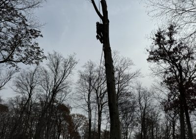 Affordable Tree Service (1)