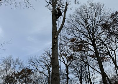 Affordable Tree Service (2)