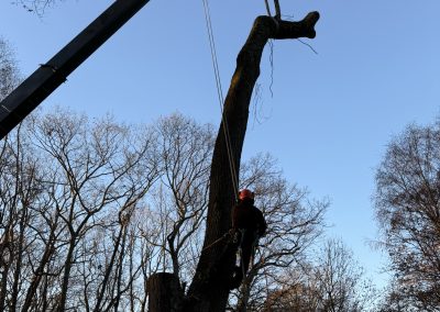 Lawn Maintenance (1)