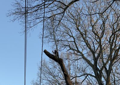 Lawn Maintenance (1)