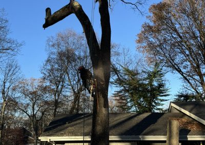 Lawn Maintenance (2)