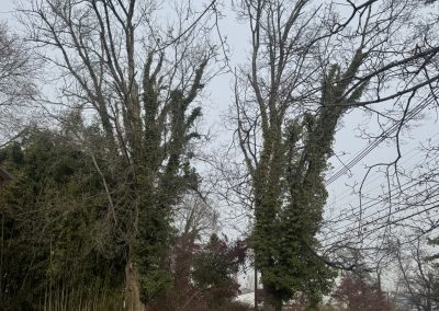 Quality Lawn Maintenance (1)