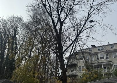 Quality Lawn Maintenance (3)