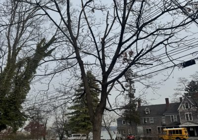 Quality Lawn Maintenance (4)