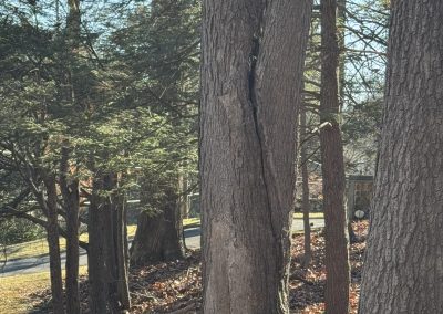 Reliable Lawn Care Service (1)