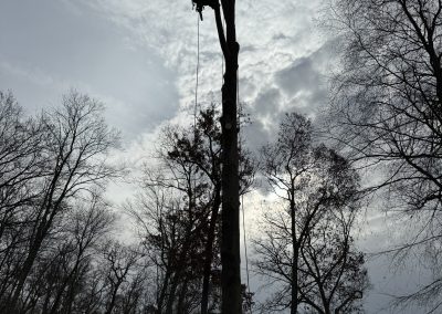 Reliable Tree Service (4)