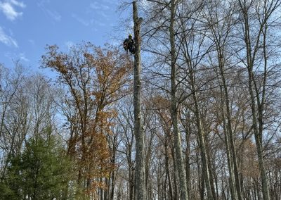 Top Tree Care (2)