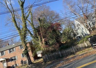 Top Tree Service (2)