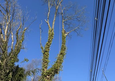 Top Tree Service (3)