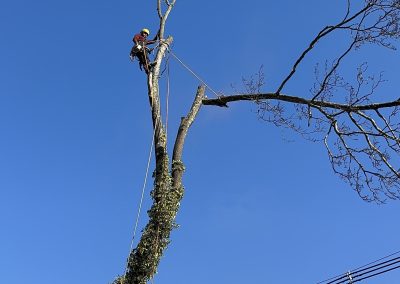 Top Tree Service (4)