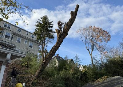 Trusted Tree Contractor (2)