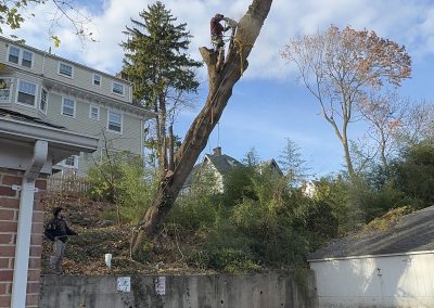 Trusted Tree Contractor (3)